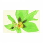 Плитка Paradyz Concert Verde Inserto Drukowane Kwiat (кафель с цветами)