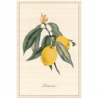 Плитка Kerama Marazzi A22108164 Декор Ботаника Лимон